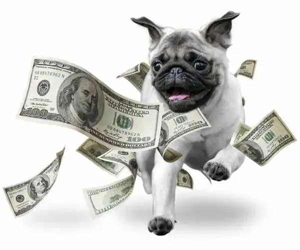 Small dog running through falling money representing a tax refund