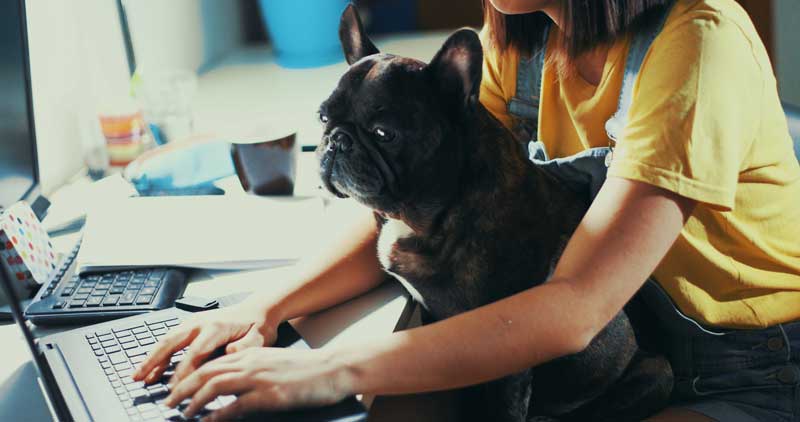 A close-up of a dog sitting on a woman's lap with a sad expression while she works on her laptop, symbolizing the stress of tax filing.