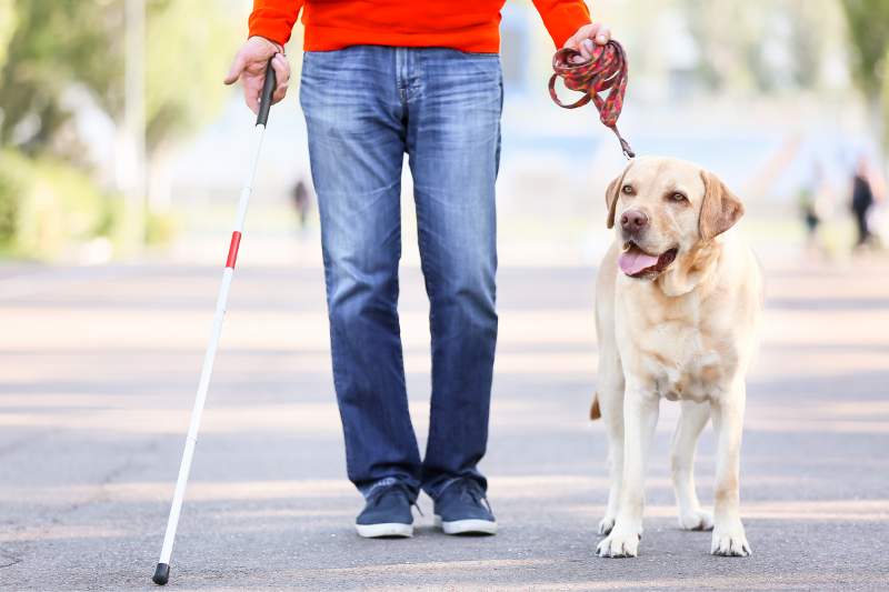 Is a Service Animal Tax Deductible?